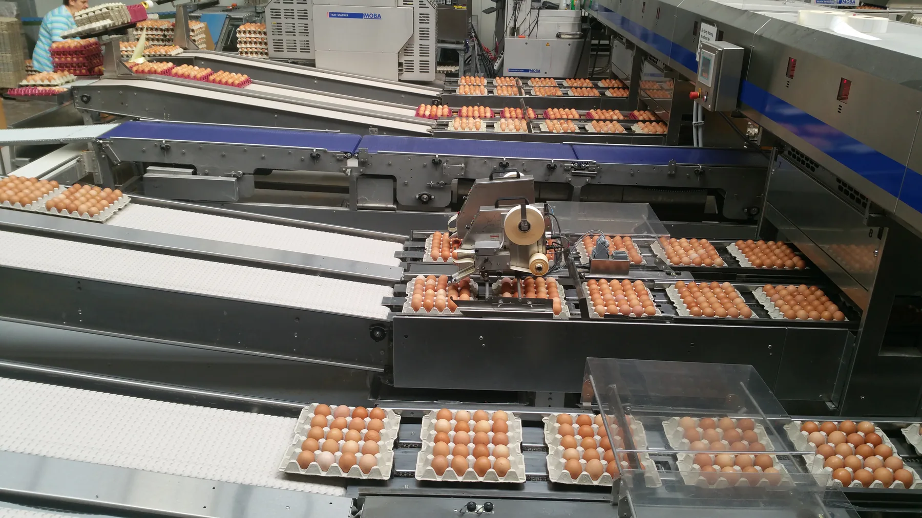 Sortier- und Verpackungsbereich mit großen Eiermengen